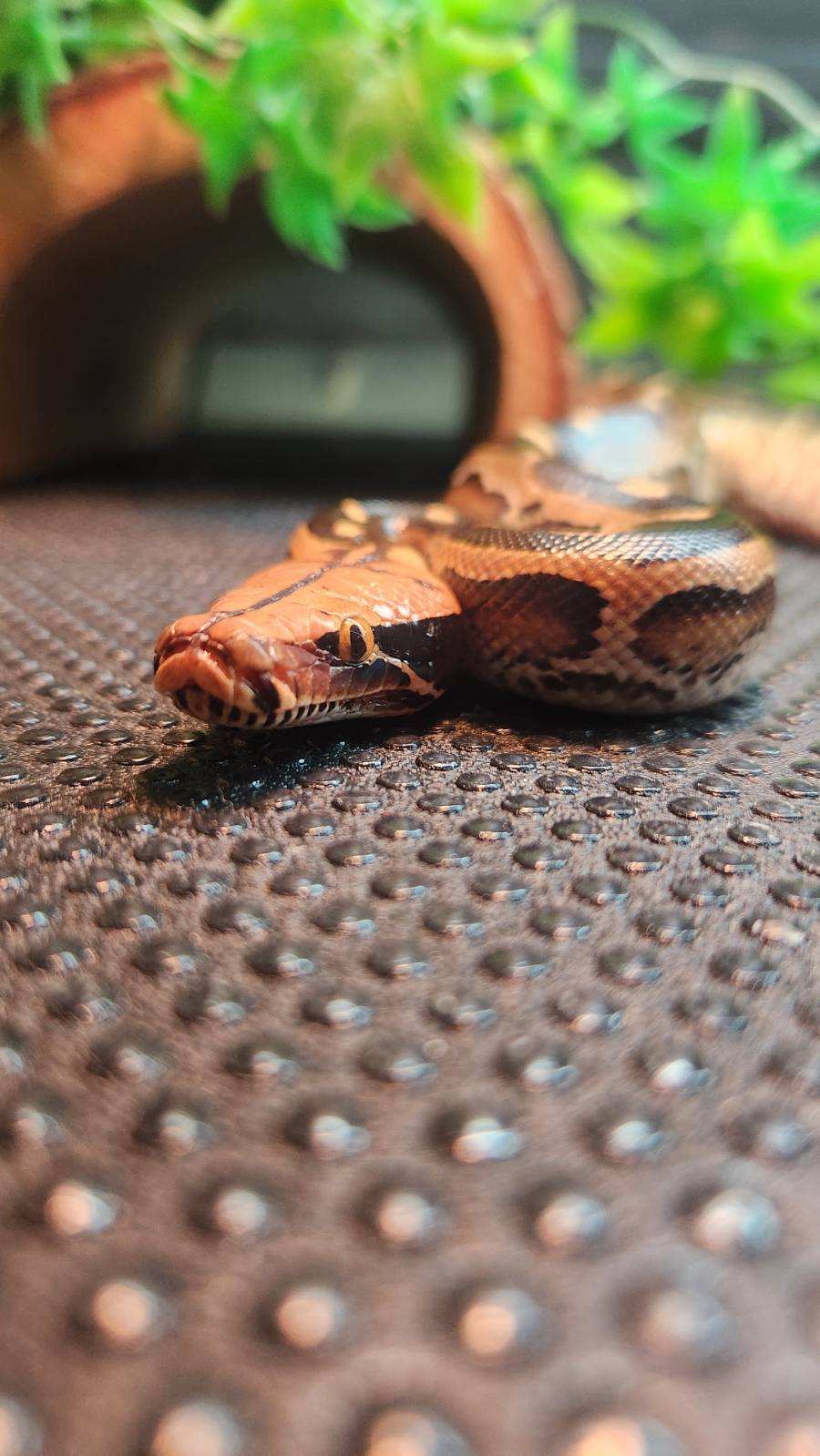 Reptile Arrivals March 2024