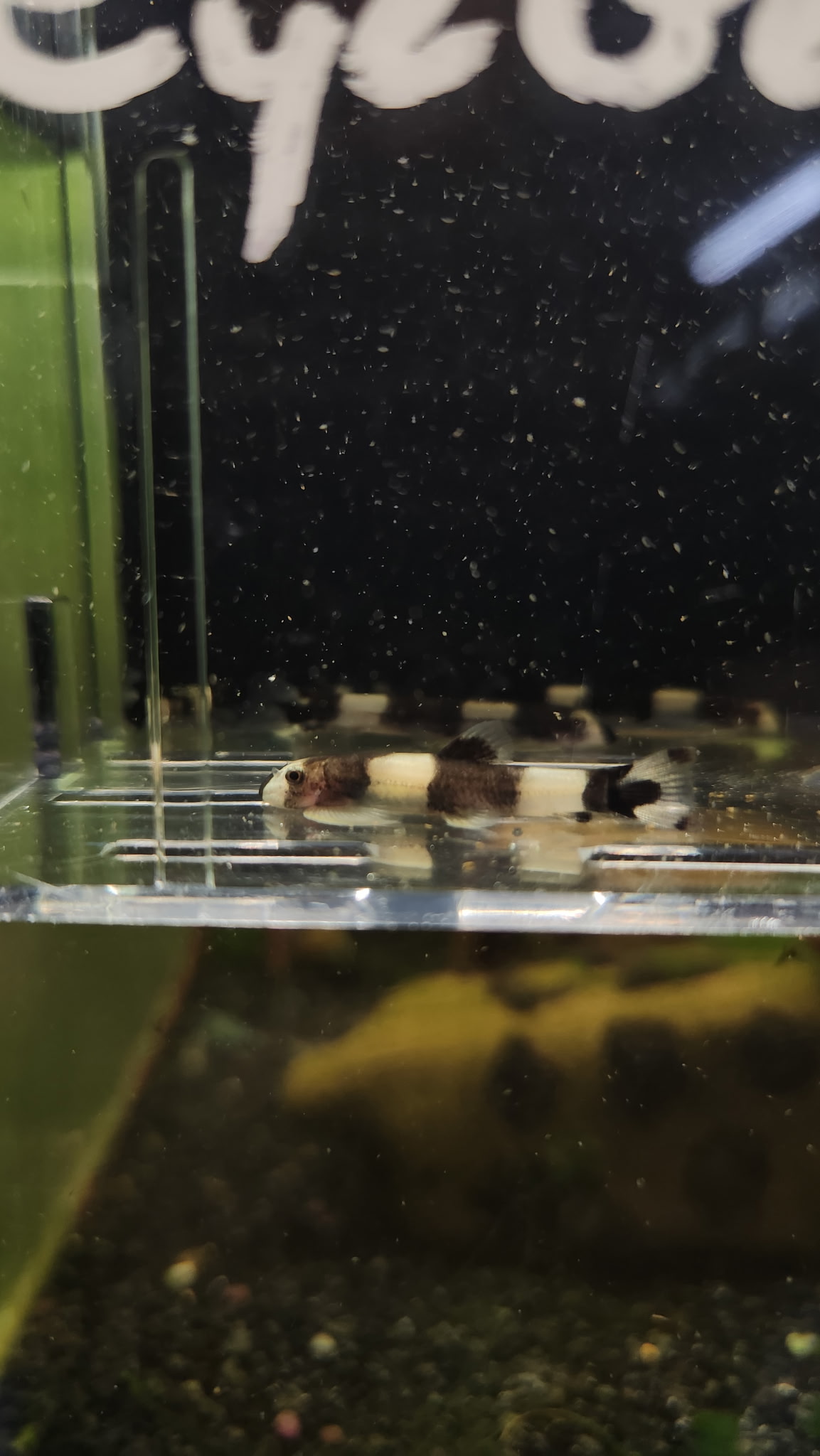 Freshwater Arrival June 2025