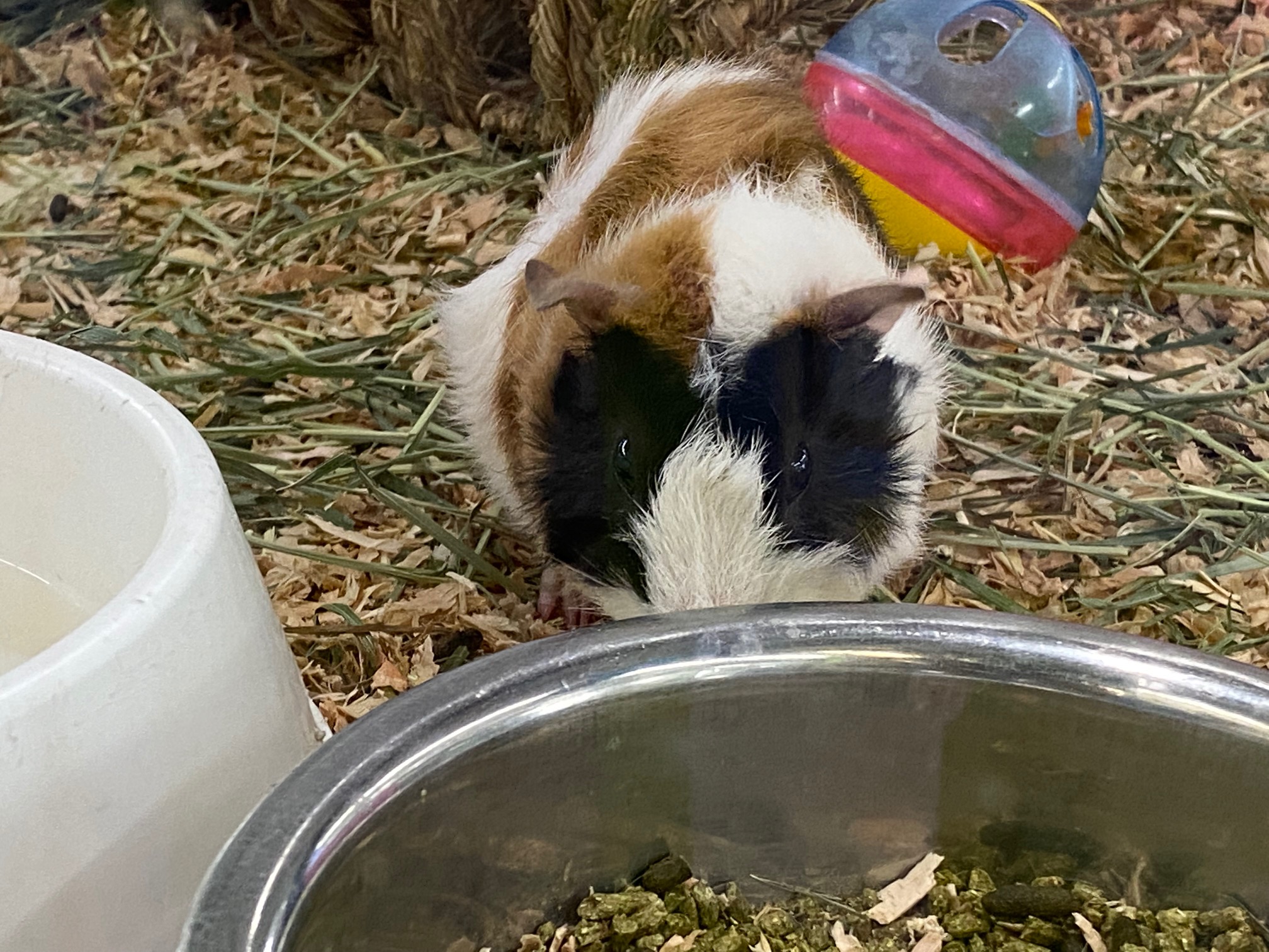 Small Animal Arrivals 8/15-8/31