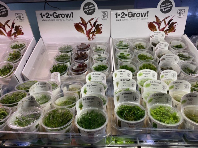 Freshwater Arrivals April 2025