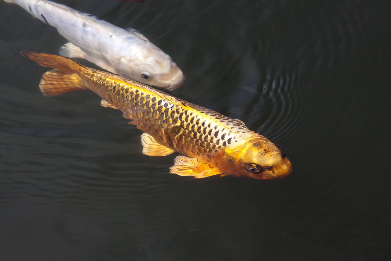 Freshwater Arrivals May 2023