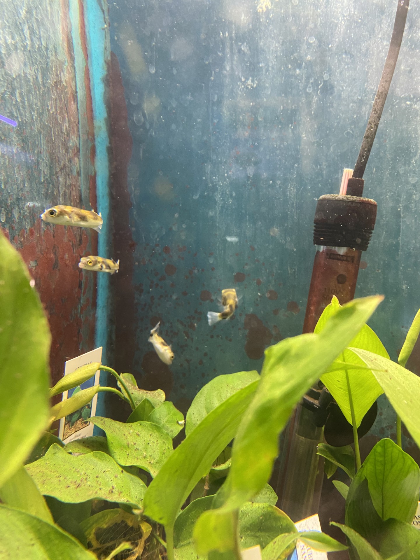 Freshwater Arrivals April 2024