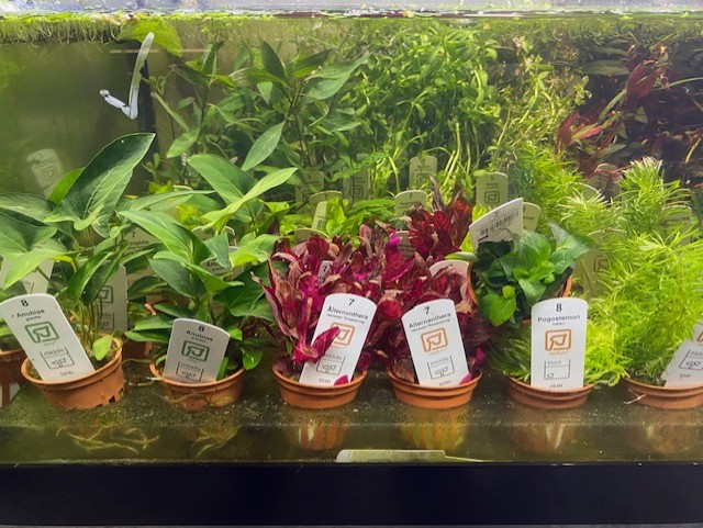 Freshwater Arrivals March 2025