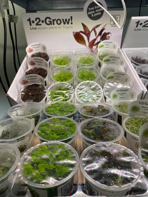 Freshwater Arrvals January 2025