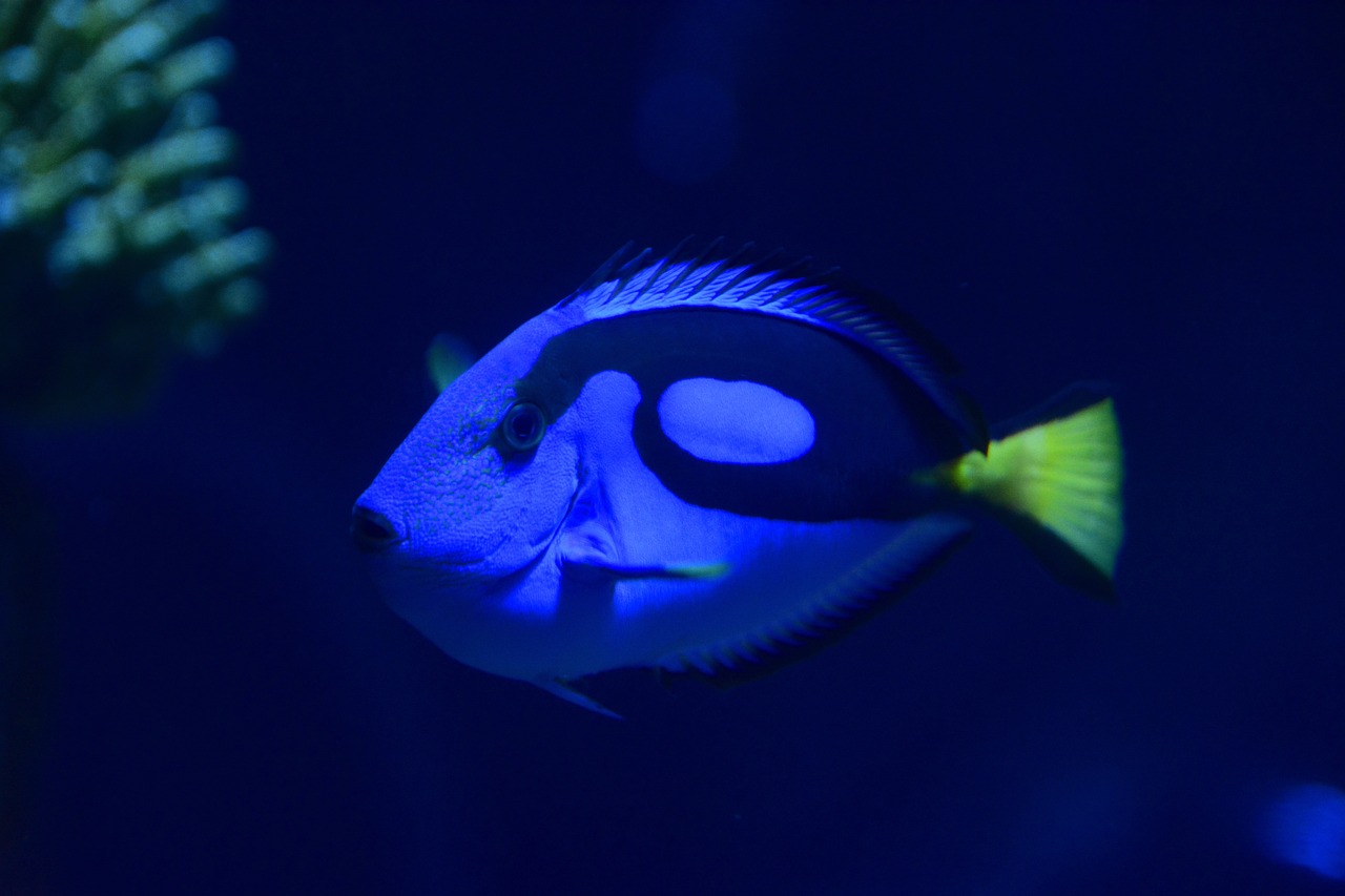 Saltwater Arrival June 2023