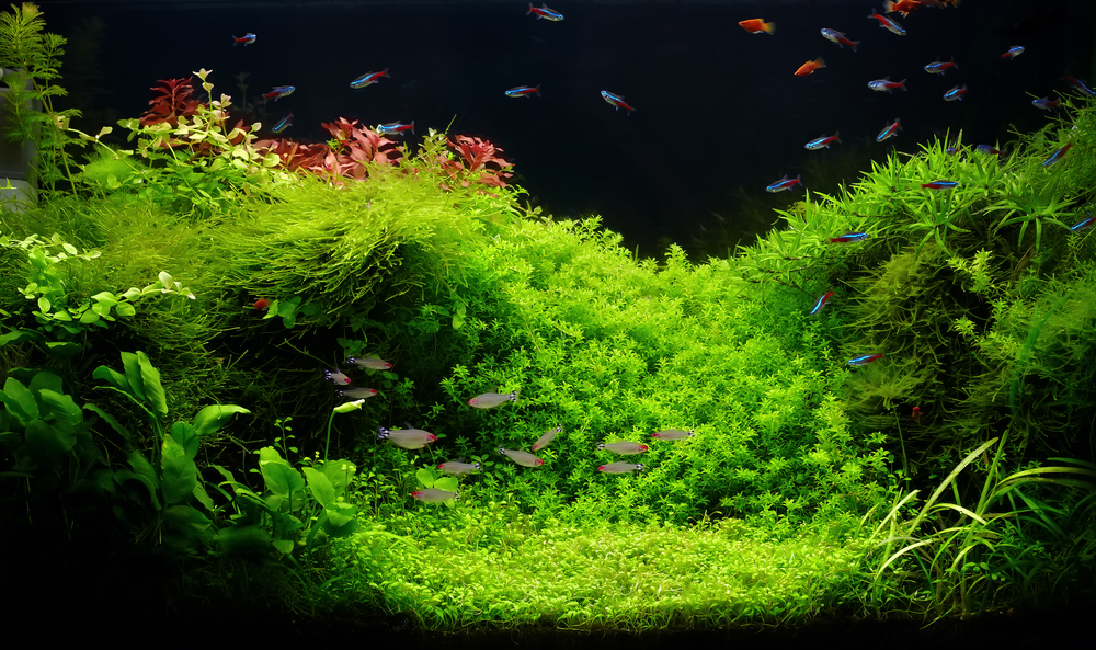 FW Plants