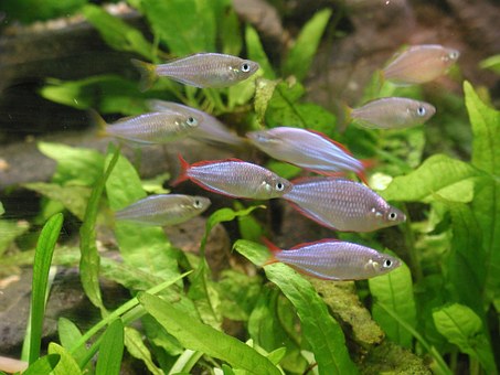 FW Planted Aquarium