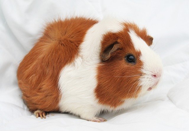 Small Animals