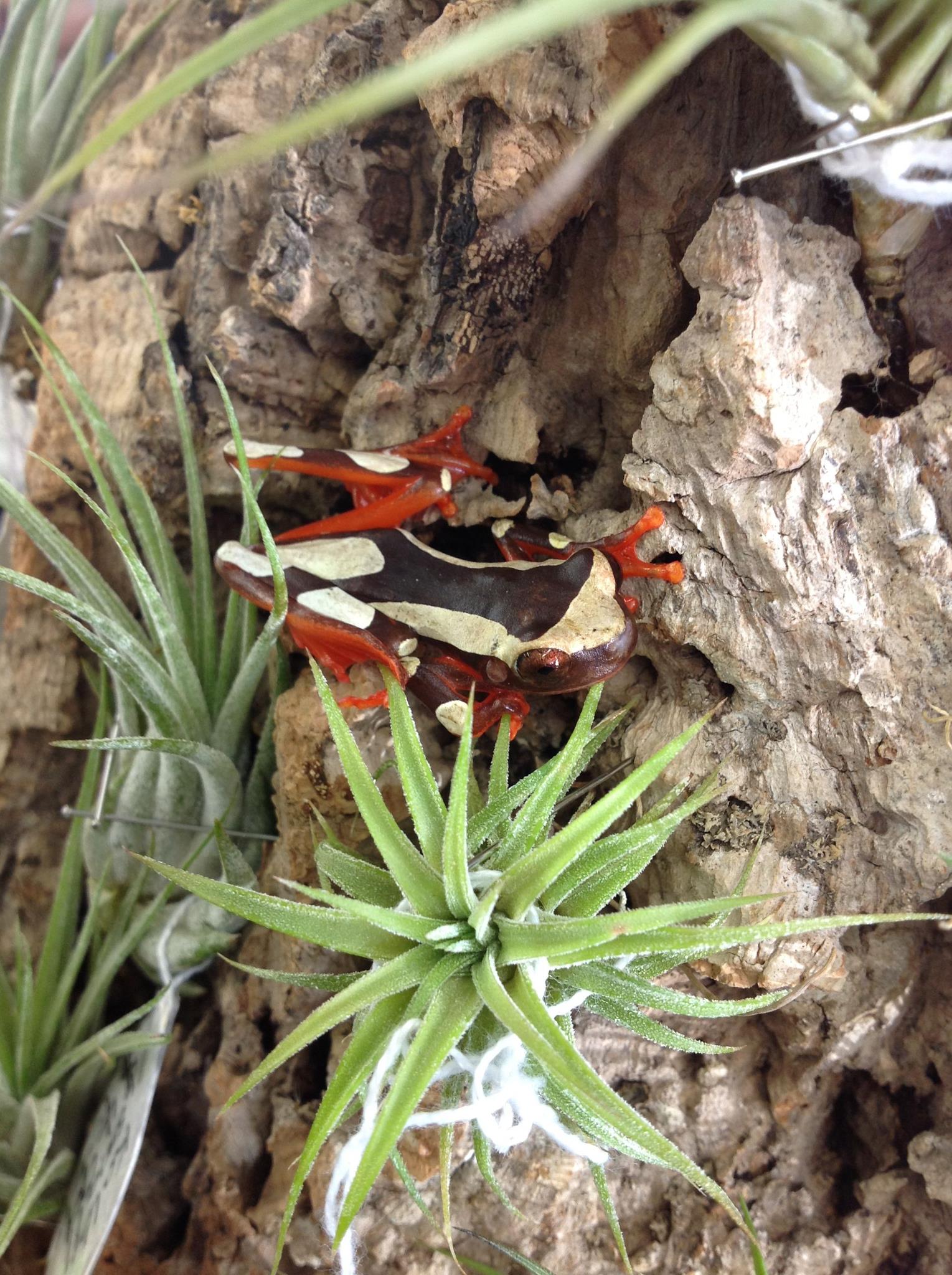 Reptiles