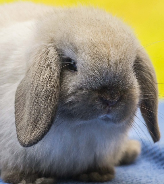 Rabbits