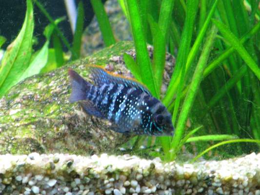 Aquatics