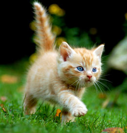 Kittens